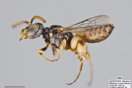 [Geodiscelis thaumaskelos male (lateral/side view) thumbnail]